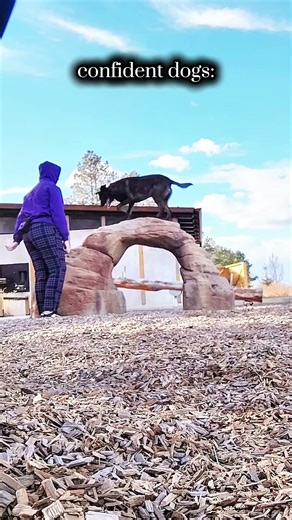 #dog #dogtraining #confidentdog #dogtricks #cooldog #cooledit #capcut #capcutedit #foryou #fypシ