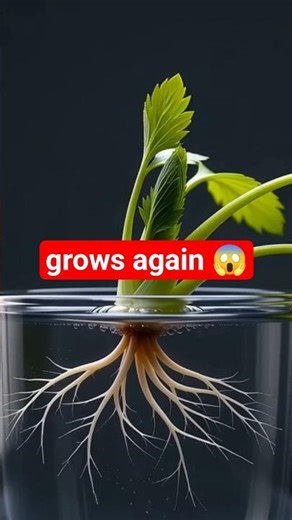 Celery Grows Back in Water?! 😲🌱 #Shorts