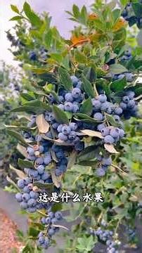 Challenge your fruit knowledge! How many of these varieties can you name? #Science #Fruit #Fruits...