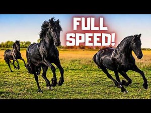 Full Speed Fillies | Cantering for the Carriage & Foal Hille Gets Bolder | Friesian Horses