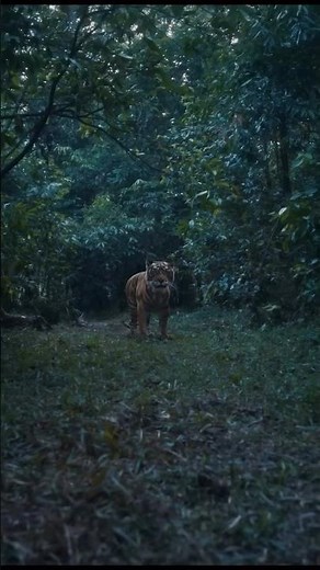 🔥 Poacher (2024) Trailer Review | Darkest Wildlife Crime Story Ever! 🔥