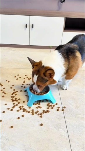What does the puppy want to eat if it doesn’t eat dog food? The corgi is a picky eater and the p