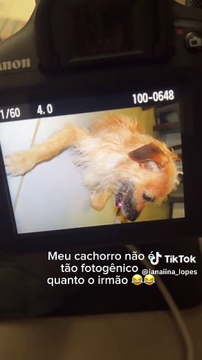 Meu cachorro não é tão fotogênico? Dicas para fotos melhores