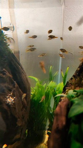 1.7K views · 17 reactions | pea puffer | CHASE Aquatics | Facebook