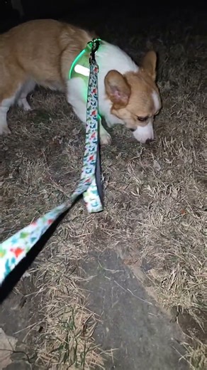 Gimli, wrecker of knees #corgi #doggielife #cuteanimal #puppy