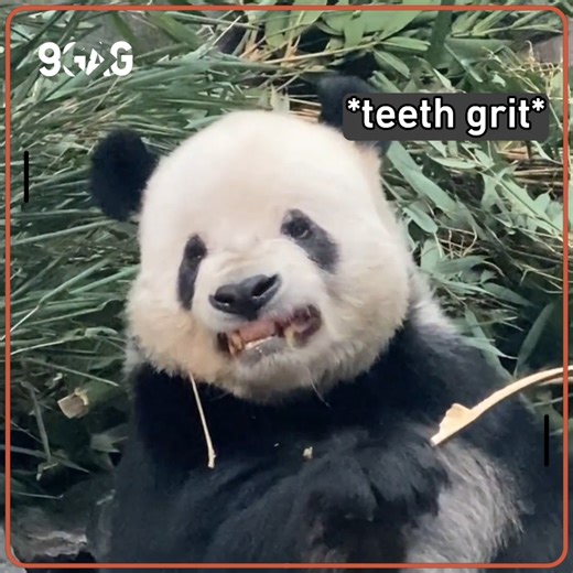 1.8M views · 31K reactions | Panda that grits teeth when snapping bamboo | 9GAG | Facebook
