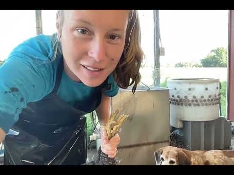 Chicken Processing 102 Part 2