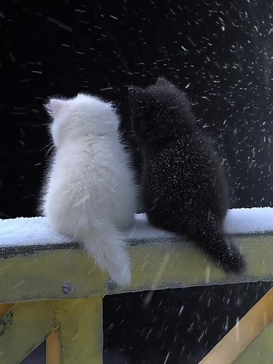 Cute Kittens and Puppies Compilation Video