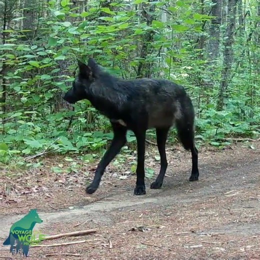 Stunning black wolf in northern Minnesota