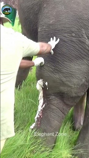 Abscess popped from elephants leg #elephant #wildliferescue#abscess