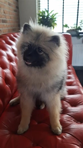 8.3K views · 397 reactions | Every Keeshond has his own way of begging . | Venway keeshonden keeshonds keeshond | Facebook
