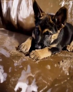 44K views · 41 reactions | MY DOG WENT CRAZY OVER THE $20 COUCH I...