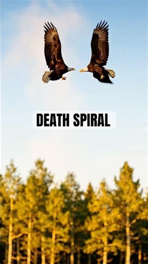 Bald Eagles in Action: The Thrilling Science Behind the Death Spiral 🦅