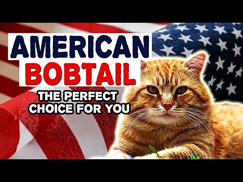 American Bobtail Cats - Everything You Need To Know / may be the perfect choice for you.