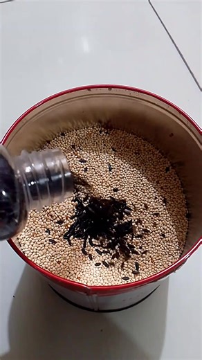 Perawatan Perkutut di Musim Hujan yang Efektif