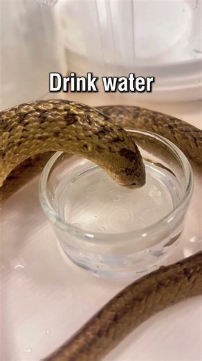 Have you ever seen a snake drinking water? #snake #anaconda