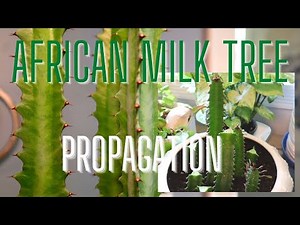 A Forest of African Milk Trees! Cutting a Three Foot Plant into Pieces -Propagating A Forest