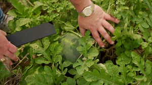 4.7K views · 29 reactions | Farm Feature! It's watermelon season, y'all!  Wiggins Watermelons is a family-owned and operated farm in the Rio Grande Valley and Dilley, Texas. Commissioner Miller encourages you to look for the green and red sticker with the state of Texas on it for a sweet, ripe melon from @wigginswatermelons! Video: Michelle Martin Ag Mag #gotexan #texasfarm #texaswatermleon #watermelon #watermelonszn | GO TEXAN | Facebook