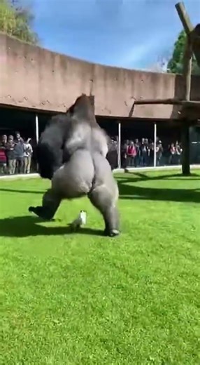 Magician Covers Watermelon in Front of Gorilla... You Won't Believe the Ending! 🦍🐶😱