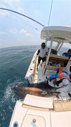 Catch of a Lifetime or Conservation Fail? This Blue Marlin was landed and harvested. Some call it the dream catch… others call it a mistake. 🤔 What would YOU do — harvest or release? | Connley Fishing