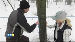 Tapping Maple Trees