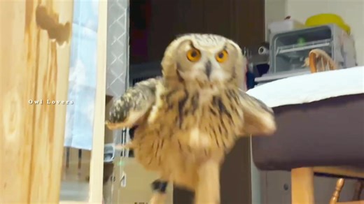 134K views · 5.4K reactions | When the owl hoots.黎 #owl | Owl Lovers | Facebook