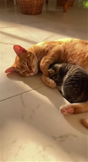 Golden Snuggles#CatLove #KittenCuddles #WarmMoments