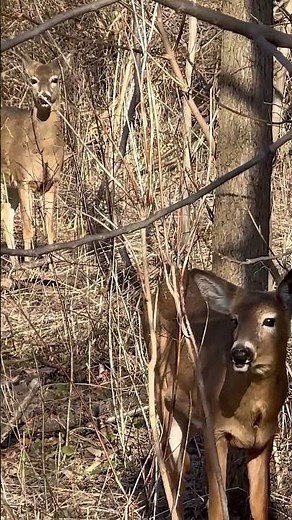 White-tailed deer and baby #subscribe #nature #subscribemychannel #subscribers #deer #canada