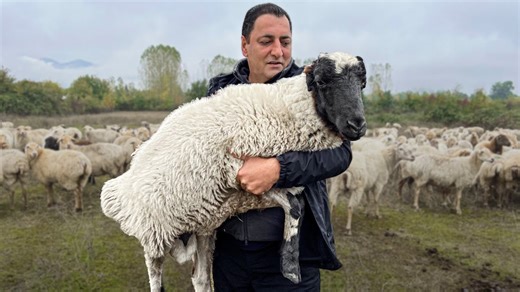 1.5M views · 10K reactions | Butchering a Whole Lamb just Caught from the Shepherd's  #meat #lamb #village | Wilderness Cooking | Facebook