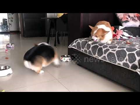 Two Corgis are locked in bitter argument