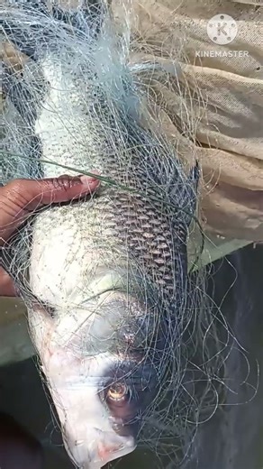 Incredible! The Float Just Exploded with Action 🎣💥