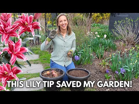 Growing Lilies in Containers! Plant Lily Bulbs in Pots to Stop Rabbits from Eating Flowers!
