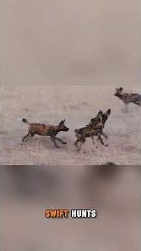 Wild Dogs Ripped Apart a Zebra in 60 Seconds 🐕⚡