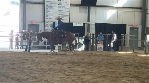 2.8K views · 44 reactions | Mcgregor/ Bob sale preview video at Horseman's Mission Select Sale! | Diamond K | Facebook