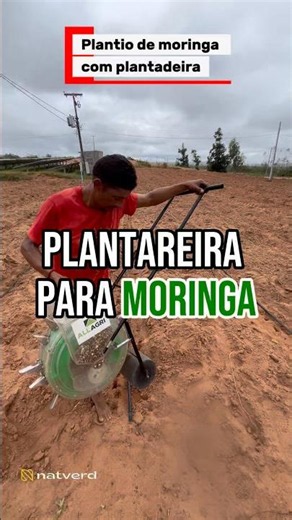 Moringa planting with a manual planter #agronomy #moringa #moringaseeds