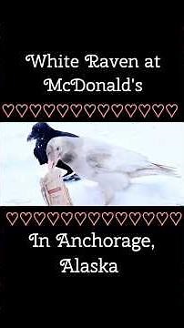 White Raven of Anchorage, Alaska #ravenbird #raven #alaskawildlife #ravens ##whiteraven