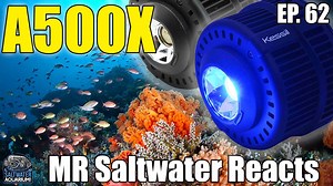 In this episode of Mr. Saltwater Reacts, Mark reviews the brand new A500X Tuna Blue LED from Kessil. Join us as we take a look at this powerful, high intensity LED designed specifically for experienced SPS coral growers. If you would like to see your tank featured on a MR SWT Reacts video, please contact us: https://www.saltwateraquarium.com/reacts | SaltwaterAquarium.com