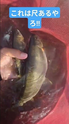 球磨川で尺鮎チャレンジ‼️自己新キター❗#釣り #fishing #鮎釣り#友釣り #球磨川