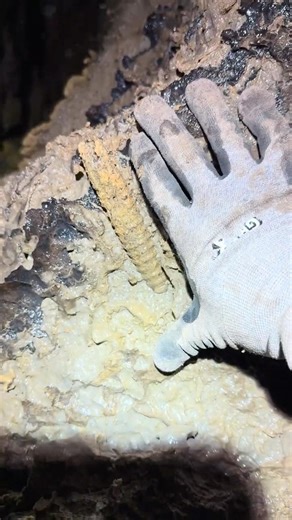 Massive Crinoid Stem Found Miles Underground #foryou
