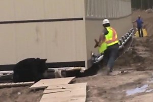 Man dresses up as a bear to chase his colleagues in hilarious prank