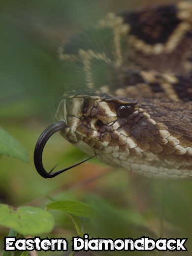 Eastern Diamondback Rattlesnake Habitat and Behavior