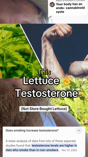 Replying to @Knub88 this study is wild ….(and accredited) young, healthy men in Denmark reported increased testosterone concentrations among lettuce users…. NCBI.Org …=why they tell you “your life is going south because of your canna use”..😎😎😂😂😂😂😂😂😄😄😄😄your testosteroneWENT SOUTH friend!!! No wonder your pissed off as a man all the time !!! 😄😂😂😂😂😎😎🙌🏿🙌🏿🙌🏿 Now remember , If it’s not from the store …it’s good for your health if it’s from the farm !!! Not the three letter age