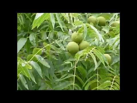 Should You Plant a Black Walnut Tree?