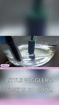 Pink Angel Fry: From Microscopic Wigglers to Tiny Angelfish