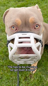 292K views · 9.8K reactions | I will never “get over” the injustices my dog faces everyday. Dogs experience the world through smelling and hearing but when their nose is covered 24/7 IT CAN affect them. The same as wearing a mask over our face doesn’t feel good to humans and when Covid made us do it, IT WAS HARD. #XLbully #bullylife #cute #dogsofinstagram #dogs #bullylove #bullybreed | Gunner the Stunner | Facebook