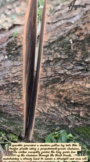 Slicing a Large Log into Timber Planks