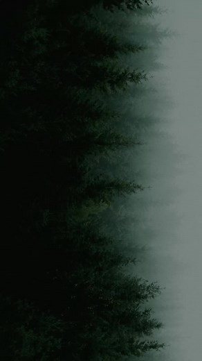 Exploring the Tranquil Coniferous Forest