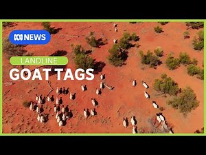 GoatTags : Tracking Trouble | Landline | ABC News
