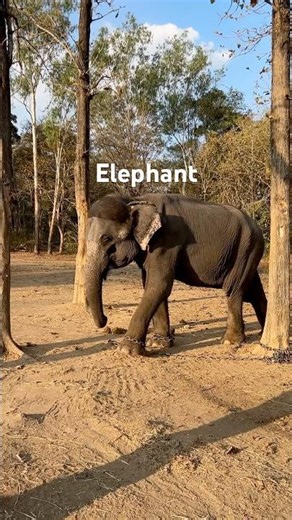 Phansoli Elephant Camp🐘