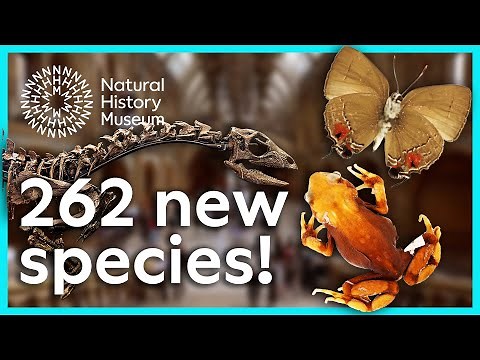 What new species were discovered in 2025? | Natural History Museum